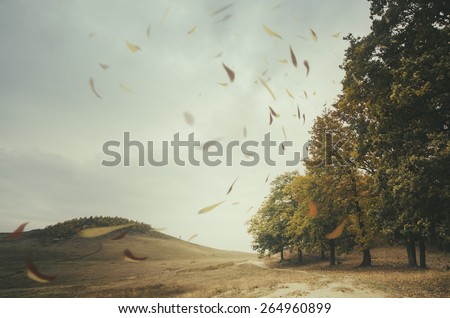 edge of forest with leaves blown by wind