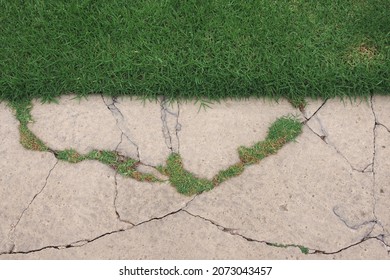 Edge Of A Grass Area And A Concrete Sidewalk Along With Fresh Grass Growing Through The Cracks In The Concrete