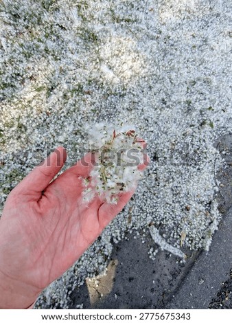 The edge of the paved path and lawn, thickly covered with a layer of white poplar fluff, reminiscent of midsummer snow. Allergies. Poplar blossoms.