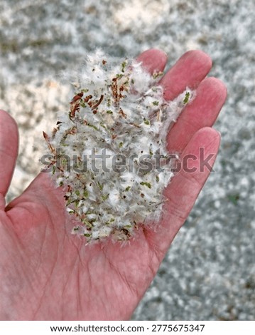 The edge of the paved path and lawn, thickly covered with a layer of white poplar fluff, reminiscent of midsummer snow. Allergies. Poplar blossoms.