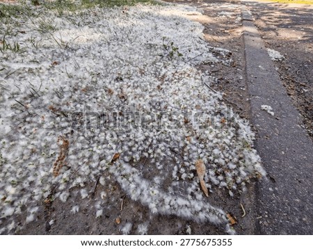 The edge of the paved path and lawn, thickly covered with a layer of white poplar fluff, reminiscent of midsummer snow. Allergies. Poplar blossoms.