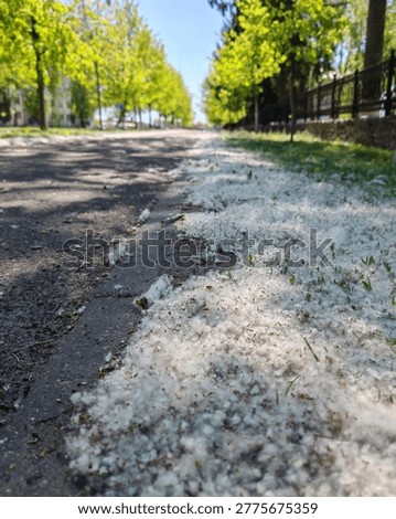 The edge of the paved path and lawn, thickly covered with a layer of white poplar fluff, reminiscent of midsummer snow. Allergies. Poplar blossoms.