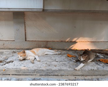 The edge of the sidewalk and the thick trees block the sun's rays and become a favorite sleeping place for stray cats. They laze around while waiting for food from the volunteers.