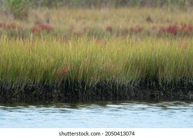 The Edge Of The Water Along The River Delta Mud Flats Where Aquatic Grass And Reeds Sink Roots Into The Soft Soil Reinforced With Mollusk Shells Rich In Calcium And Other Micronutrients 
