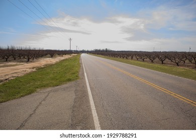 Edgefield County, South Carolina USA - 03 05 20: Rows Of Peach Trees Long Empty Country Road