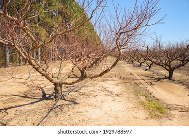 Edgefield County, South Carolina USA - 03 05 20: Rows Of Peach Trees And Tire Tracks On A Peach Tree Orchard Clear Blue Sky