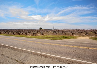 Edgefield County, South Carolina USA - 03 05 20: Rows Of Peach Trees And Street On A Cloudy Blue Sky Day