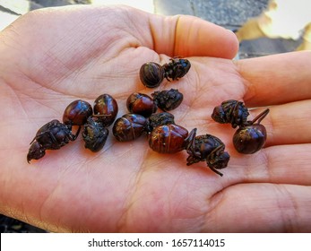 Edible ant traditional from Santander region of Colombia called Hormiga Culona  
