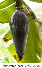 Edible Banana Flower Bud Hanging On Tree