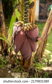 Edible Banana Musa Flower In A Park In Costa Rica