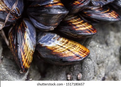 Edible California Mussel (Mytilus Californianus) Growing On A Rock On Westport Beach, California