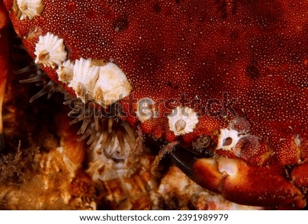 edible crab on reef wall with carapace covered in barnacles