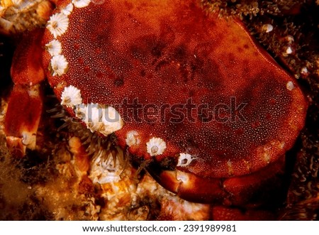 edible crab on reef wall with carapace covered in barnacles