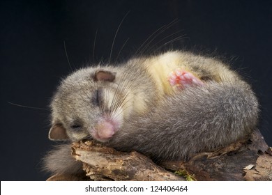 Edible Dormouse / Glis Glis