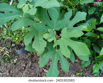 Edible Fig or Common Fig Tree (Ficus Carica). A Plant Species of the Moraceae Family in the Rosales Order.