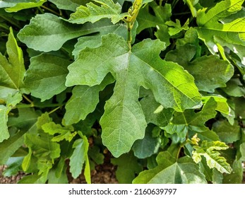 Edible Fig (Ficus Carica) Leaves - Closeup