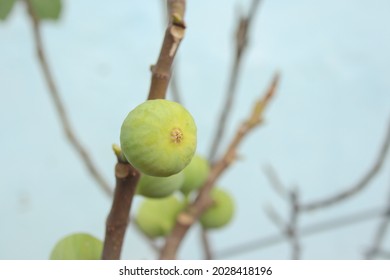 Edible Fig (Ficus Sp.) Fruit On The Tree Branch, Focusing In The Ostium Or The Opening Hole.