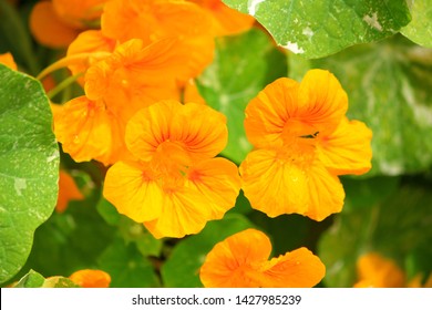 edible flower nasturtium herb garden - Shutterstock ID 1427985239