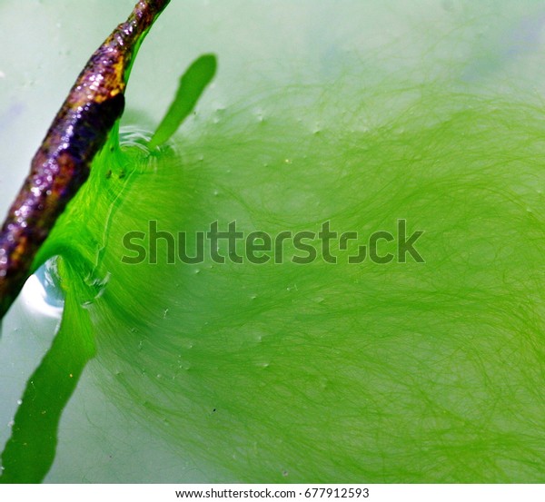 edible freshwater algae