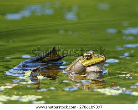 edible frog with expanded resonators, frog vocalizing, frog croaking and reflecting in the water with vocal sac, Pelophylax esculentus, Pelophylax ridibundus, Pelophylax lessonae