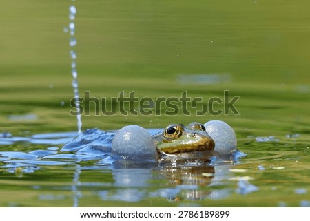 edible frog with expanded resonators, frog vocalizing, frog croaking and reflecting in the water