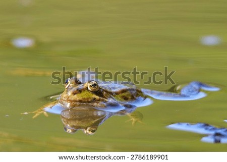 edible frog with expanded resonators, frog vocalizing, frog croaking and reflecting in the water with vocal sac, Pelophylax esculentus, Pelophylax ridibundus, Pelophylax lessonae