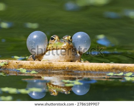 edible frog with expanded resonators, frog vocalizing, frog croaking and reflecting in the water with vocal sac, Pelophylax esculentus, Pelophylax ridibundus, Pelophylax lessonae