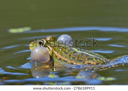 edible frog with expanded resonators, frog vocalizing, frog croaking and reflecting in the water with vocal sac, Pelophylax esculentus, Pelophylax ridibundus, Pelophylax lessonae
