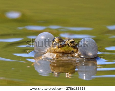 edible frog with expanded resonators, frog vocalizing, frog croaking and reflecting in the water with vocal sac, Pelophylax esculentus, Pelophylax ridibundus, Pelophylax lessonae
