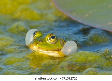 Edible Frog On Water In Summer