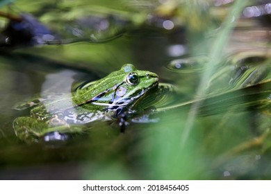 Edible frog, Pelophylax esculentus also known as the common water frog or green frog, European dark-spotted, European black-spotted pond, and European black-spotted frog.