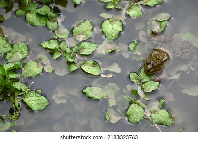 Edible Frog In Pond Habitat