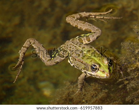 Edible frog (Rana esculenta, Pelophylax kl. esculentus)