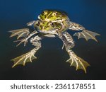 Edible Frogs (Pelophylax esculentus) — Switzerland  2021 —
2021:05:28 15:20:59
