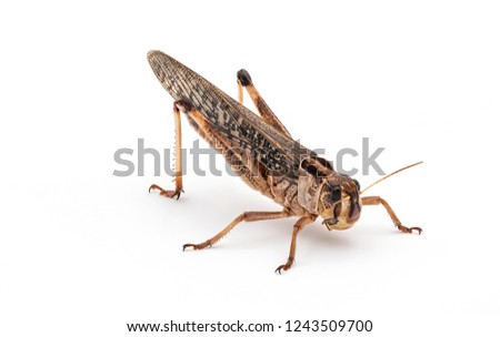 Edible insects (Locusta migratoria)