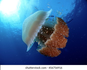 354 Edible jellyfish Images, Stock Photos & Vectors | Shutterstock