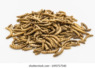edible mealworms isolated high quality