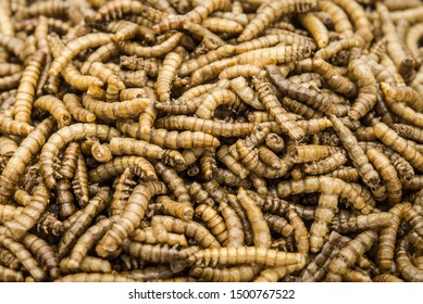 Fresh Living Worms Food People Animals Stock Photo (Edit Now) 431417239