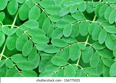 Edible Moringa Leaves Background