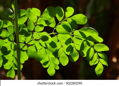 Edible moringa leaves in sunlight ,Selective focus image