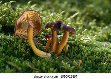 Edible mushroom Craterellus tubaeformis in the wet spruce forest. Also known as Yellowfoot, winter mushroom, or Funnel Chanterelle. Mushroom in the moss, sunny day. Autumn time in the forest. - Shutterstock ID 1550928857