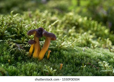 Edible mushroom Craterellus tubaeformis in the wet spruce forest. Also known as Yellowfoot, winter mushroom, or Funnel Chanterelle. Mushroom in the moss, sunny day. Autumn time in the forest. - Shutterstock ID 1550930504
