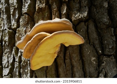 Edible mushroom Laetiporus sulphureus on the oak tree. Known as Bracket Fungus. Wild yellow mushroom in the oak forest. - Powered by Shutterstock