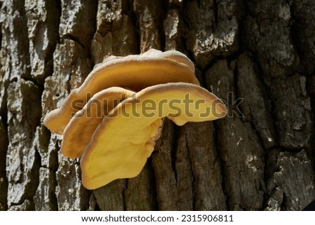 Edible mushroom Laetiporus sulphureus on the oak tree. Known as Bracket Fungus. Wild yellow mushroom in the oak forest.