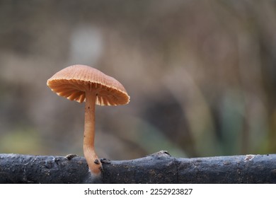 Edible mushroom Tubaria furfuracea on the branch. Known as scurfy twiglet. Wild brown mushroom in the forest. - Shutterstock ID 2252923827