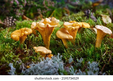 Edible mushrooms. Chanterelle mushrooms in a moss forest. Selective focus.