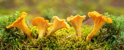 Edible Mushrooms. Close Up Of Chanterelle Mushrooms In A Forest
