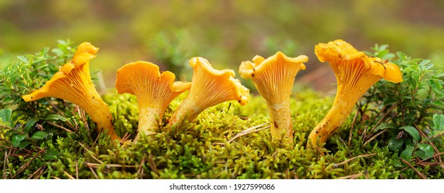 Edible mushrooms. Close up of chanterelle mushrooms in a forest