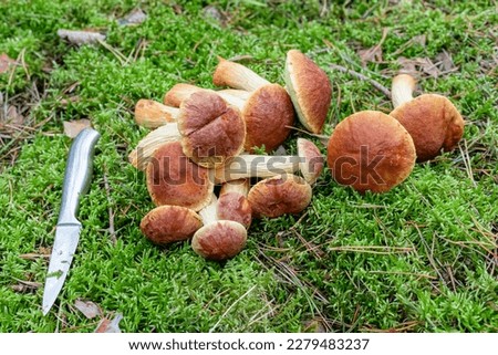 Edible mushrooms Golden boletus Aureoboletus projectellus. A lots of cut mushrooms with a red cap, long stalk and knife lie on green moss in forest. Gathering mushrooms in forest, harvest