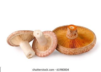 Lactarius Deliciosus High Res Stock Images Shutterstock